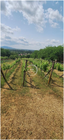 Krásna vinica a ovocný sad v Hrkovciach