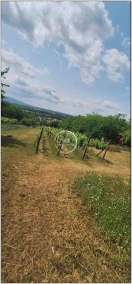 Krásna vinica a ovocný sad v Hrkovciach