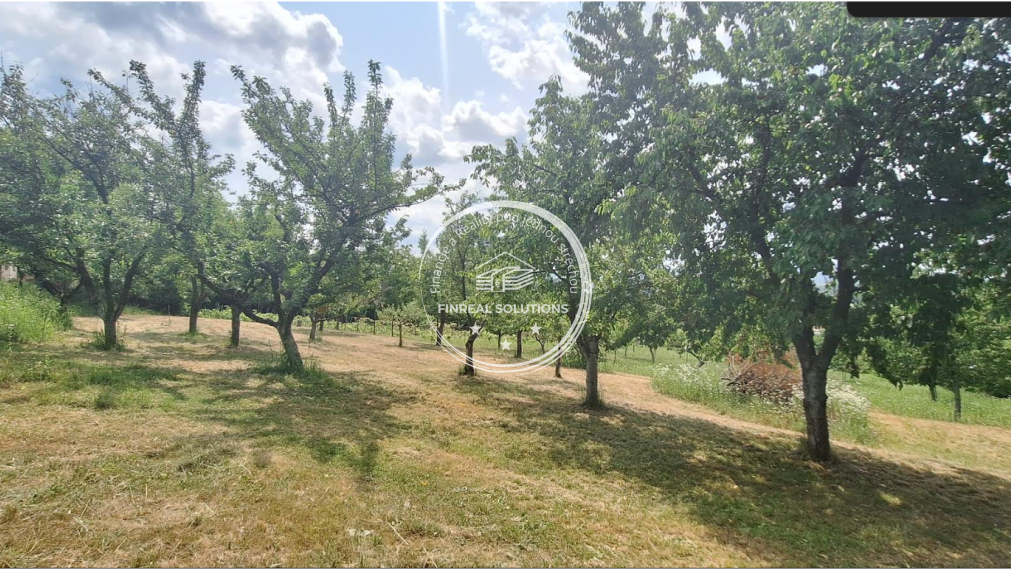 Krásna vinica a ovocný sad v Hrkovciach