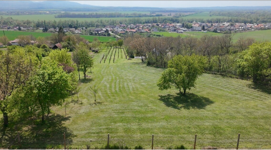 Krásna vinica a ovocný sad v Hrkovciach