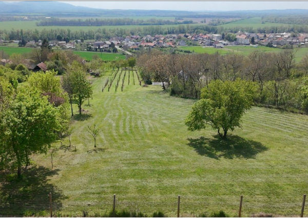 Krásna vinica a ovocný sad v Hrkovciach