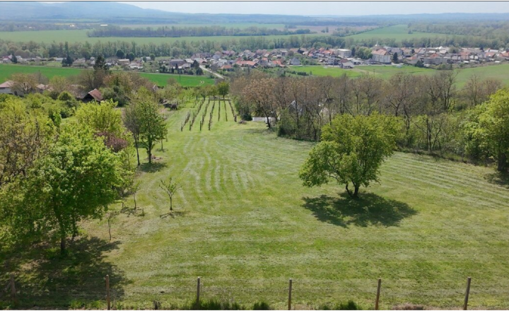 Krásna vinica a ovocný sad v Hrkovciach